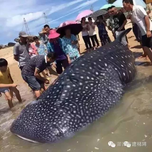 1467603045118139.jpg 0 (1).jpg