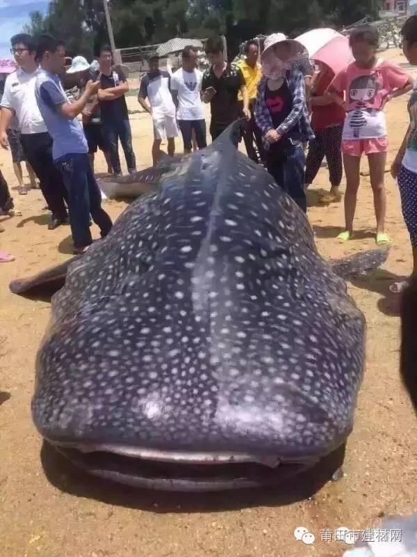 1467603413813343.jpg 0 (3).jpg