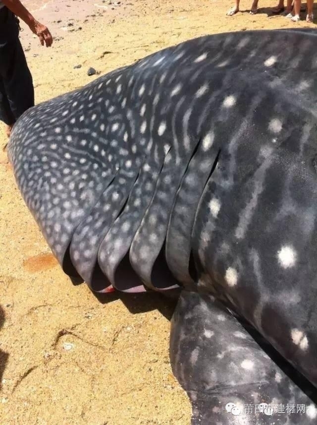 1467603420942396.jpg 0 (4).jpg