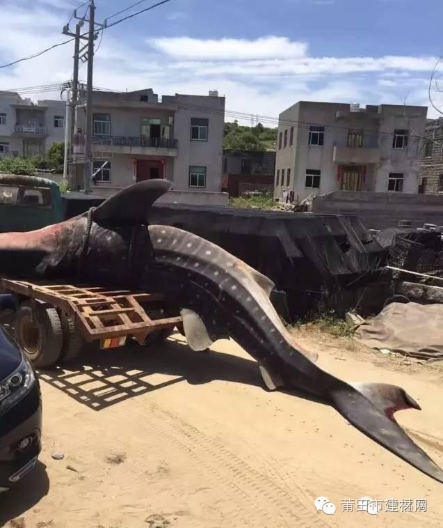 1467603452104158.jpg 0 (7).jpg