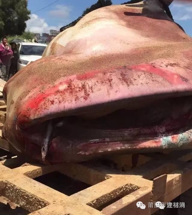 1467603459978929.jpg 0 (8).jpg